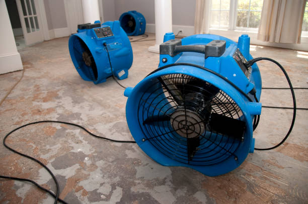 Best Mold removal after water damage  in Navarre Beach, FL
